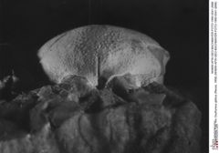 Historisches Foto von Oxythyreus gibbus (Reuss, 1858) (NHMW-AFW-GEO-BACHMAYER-FOTO-1990-0041-2688)